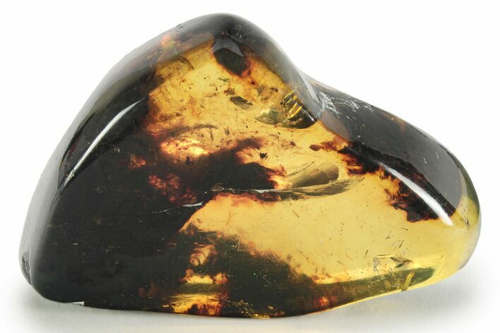 Polished Chiapas Amber ( grams) - Mexico #232582